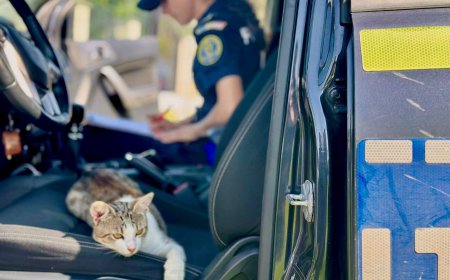 Atenție la animale în zilele caniculare