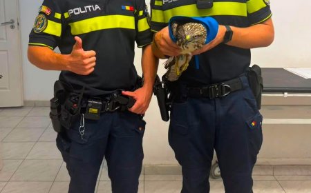 Polițiștii din Arad au salvat un șoim rănit