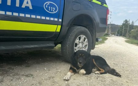 Mesajul IPJ Caraș-Severin de Ziua Internațională a Câinelui: „Adoptați, nu abandonați!”