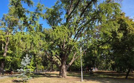 Povestea arborelui din Parcul Copiilor